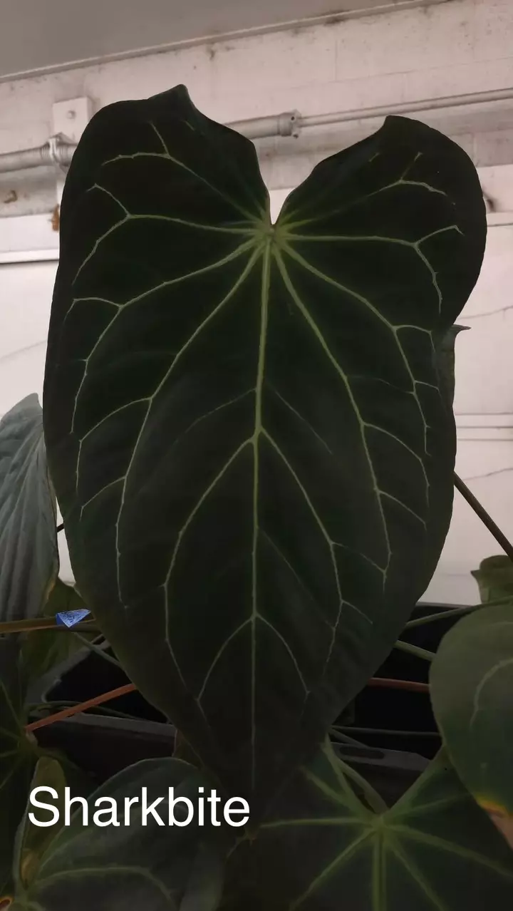 plant/Gc (Doc Block Brielle x Red crystal) x Sharkbite-1