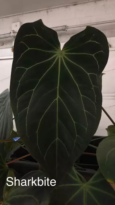 plant/Gc (Doc Block Brielle x Red crystal) x Sharkbite-1-thumbnail