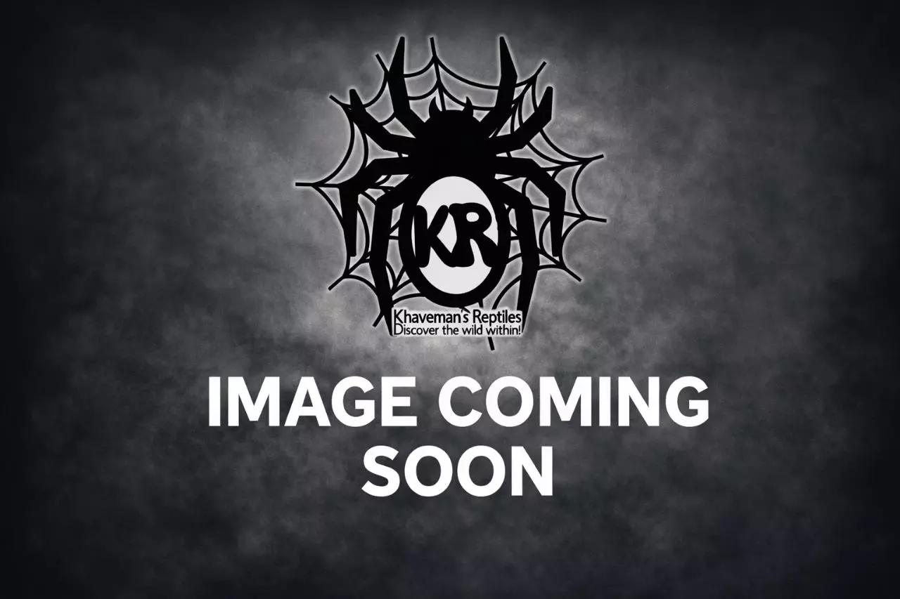 plant/Nigerian Rust Leg (Hysterocrates laticeps) 4"+-0