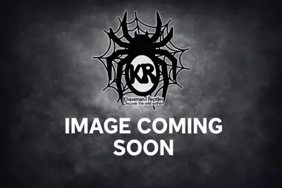 plant/Nigerian Rust Leg (Hysterocrates laticeps) 4"+-0-thumbnail