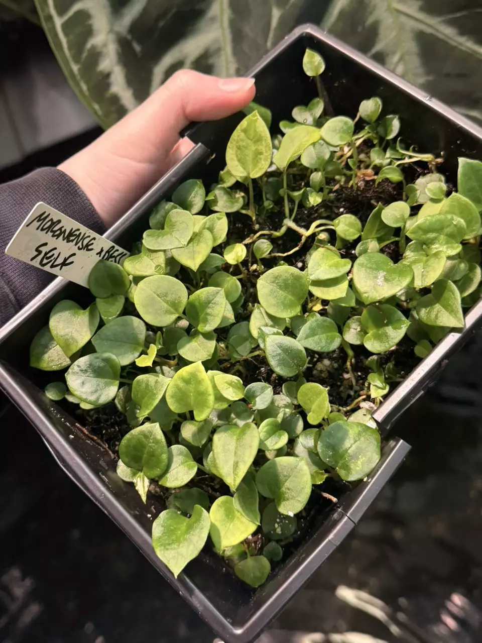 plant/Gc Moronense x bess (self)-1