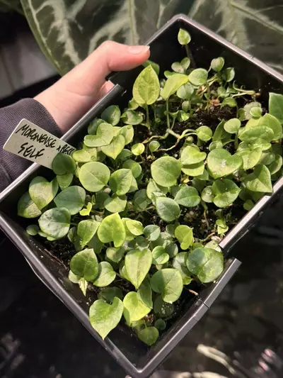 plant/Gc Moronense x bess (self)-1-thumbnail