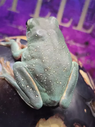 plant/"Canis" Male frog-3-thumbnail