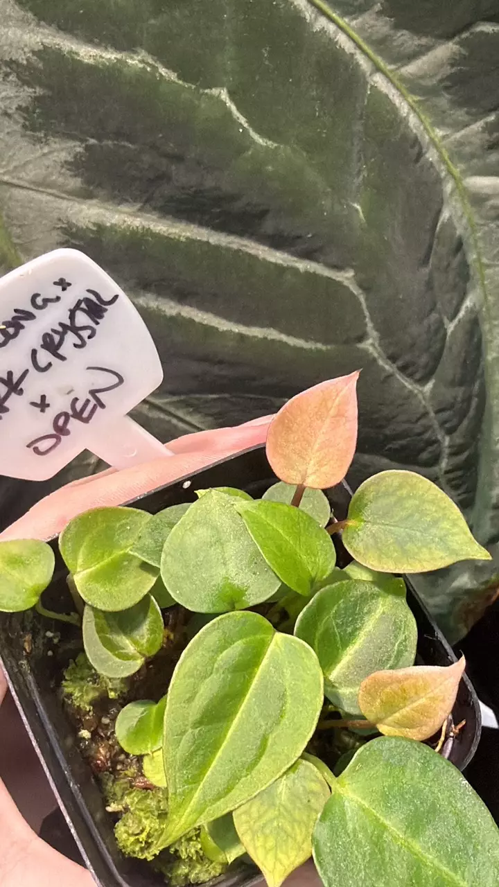 plant/Gc (Tim’s long x dark crystal) x open-2