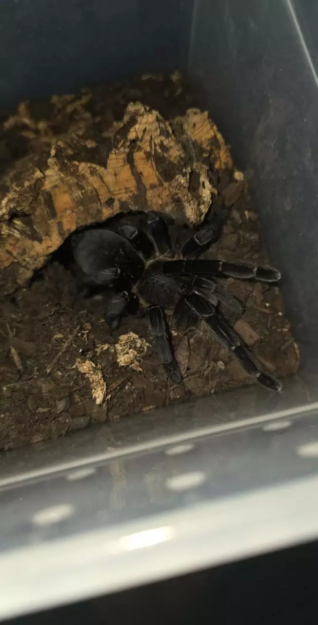 plant/Vietnamese EarthTiger (Cyriopagopus vonwirthi) 5" Female-0