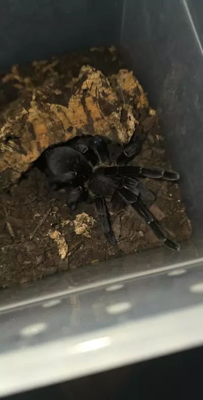 plant/Vietnamese EarthTiger (Cyriopagopus vonwirthi) 5" Female-0-thumbnail