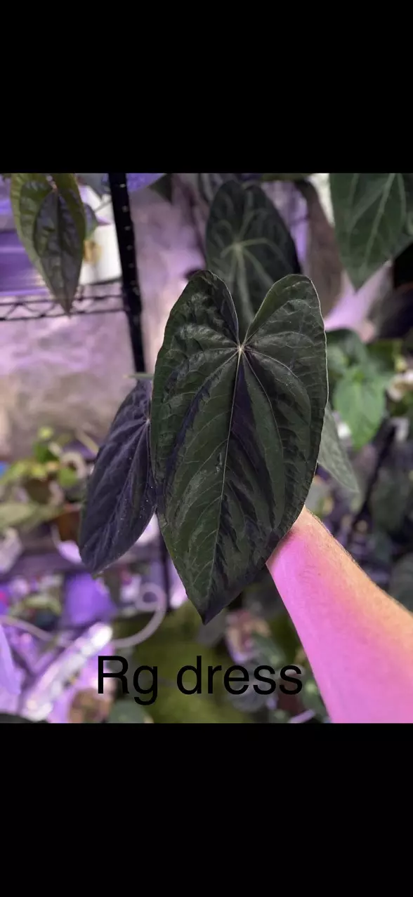 plant/RG dress x Wavy crystal-1