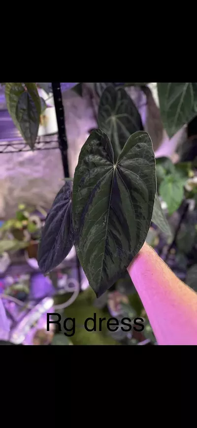 plant/RG dress x Wavy crystal-1-thumbnail