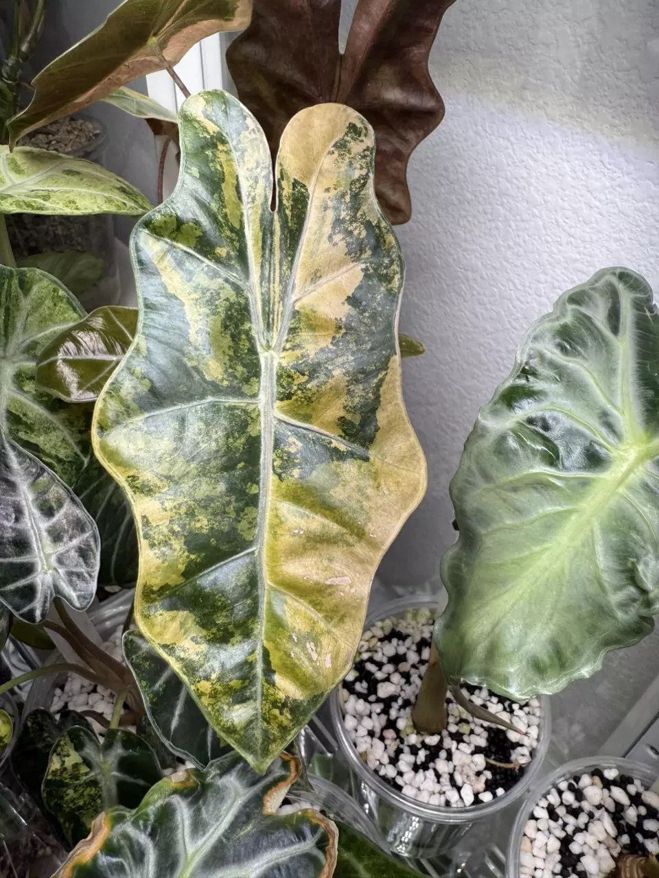 plant/Alocasia Pseudo Sanderiana Aurea-2