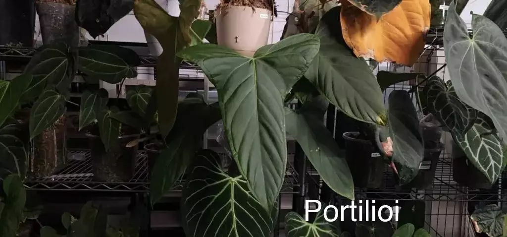 plant/(Portilioi x Papillilaminum 17x6)-0