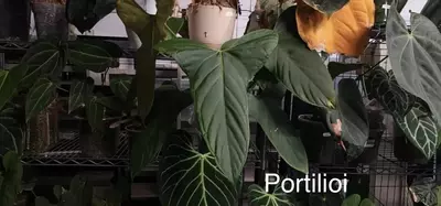 plant/(Portilioi x Papillilaminum 17x6)-0-thumbnail