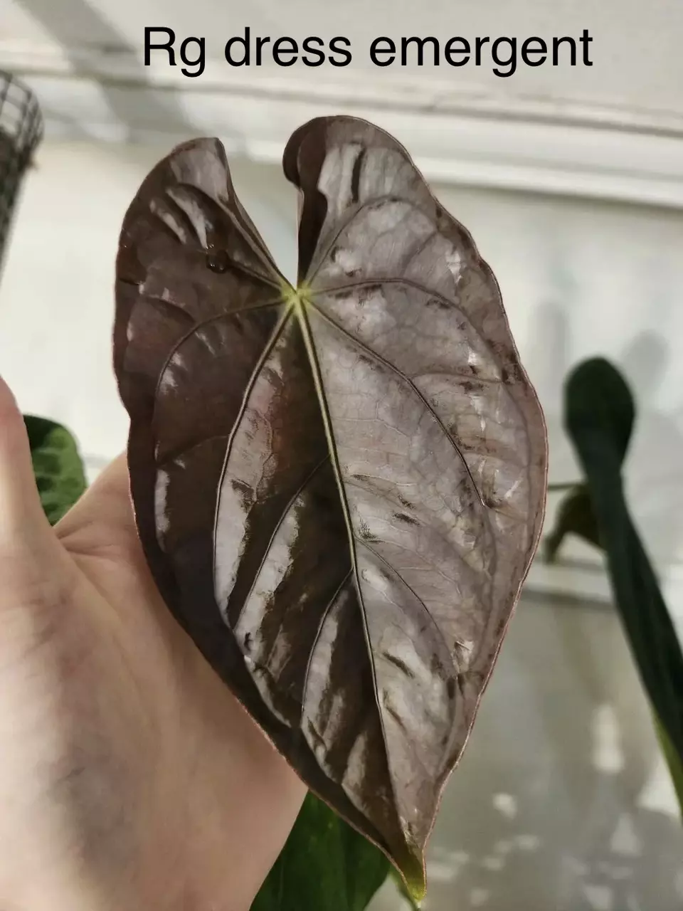 plant/Gc rg dress x self-1