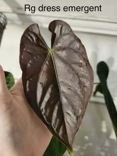 plant/RG dress x Wavy crystal-2-thumbnail