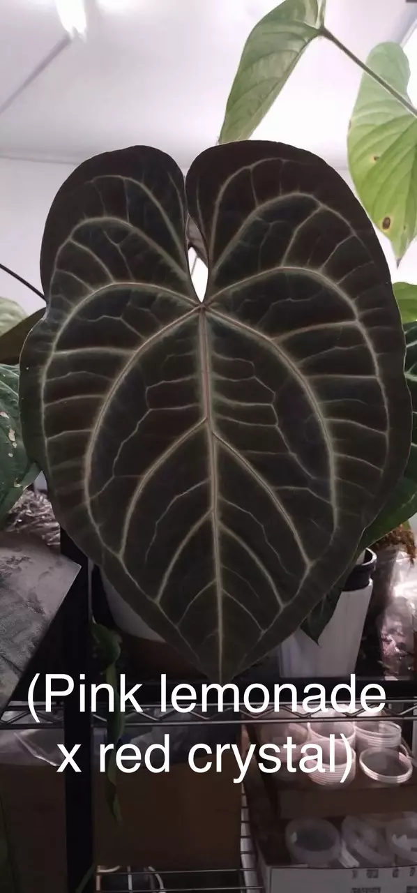 plant/(Pink lemonade x red crystal) x var pap-0