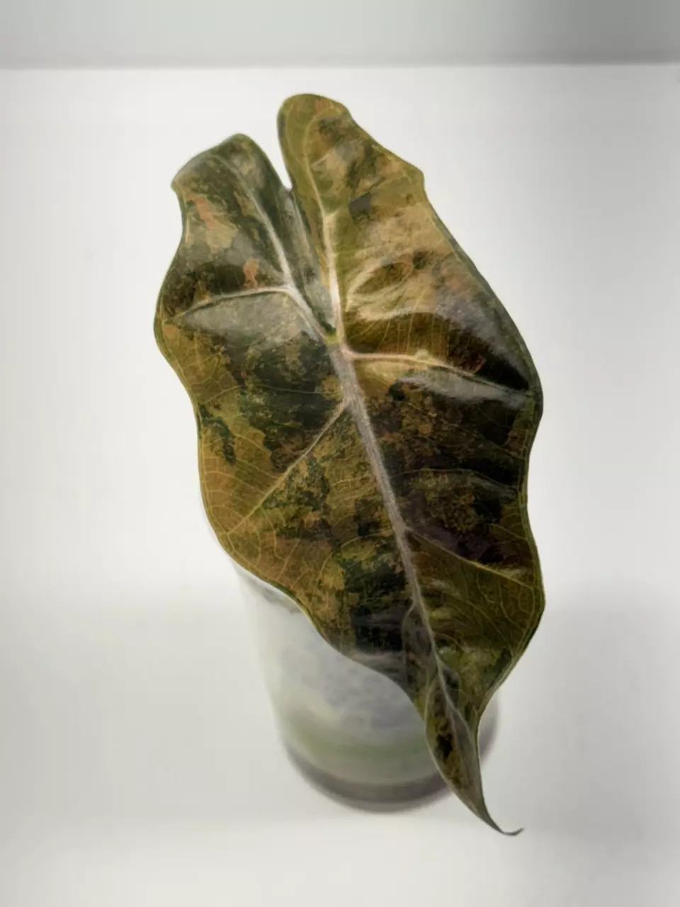 plant/Alocasia Pseudo Sanderiana Aurea-0