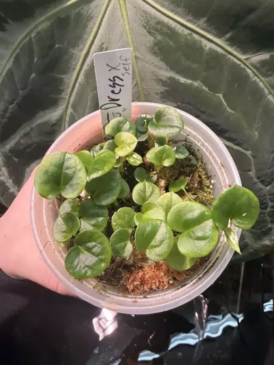 plant/Gc rg dress x self-2-thumbnail