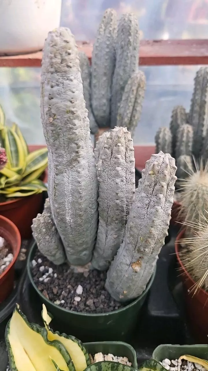 plant/Euphorbia abdelkuri-0