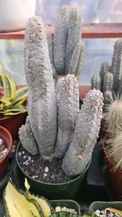 plant/Euphorbia abdelkuri-0-thumbnail