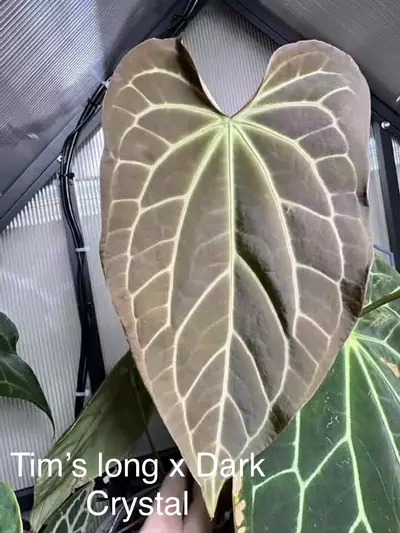 plant/Gc (Tim’s long x dark crystal) x open-1-thumbnail