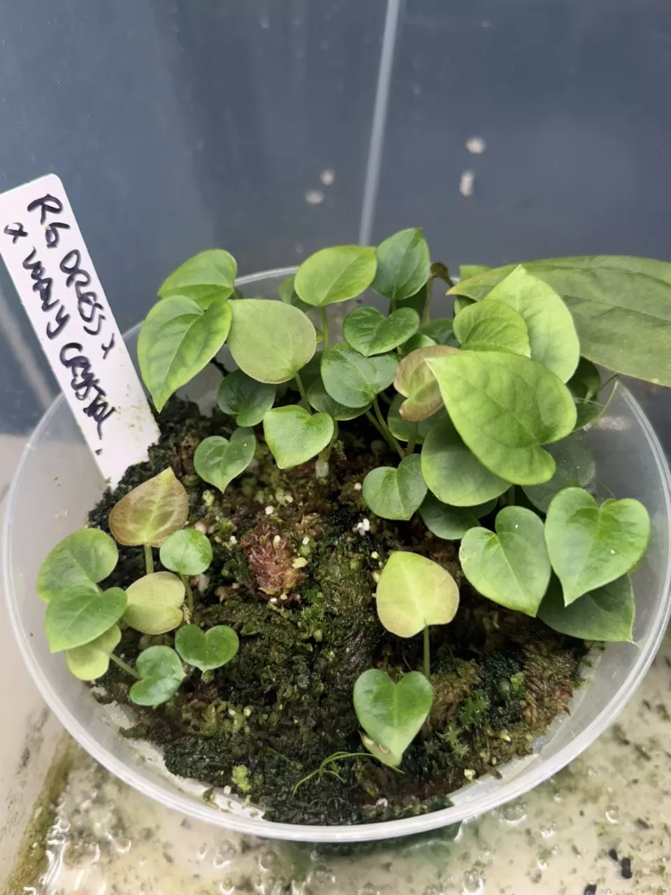 plant/RG dress x Wavy crystal-3