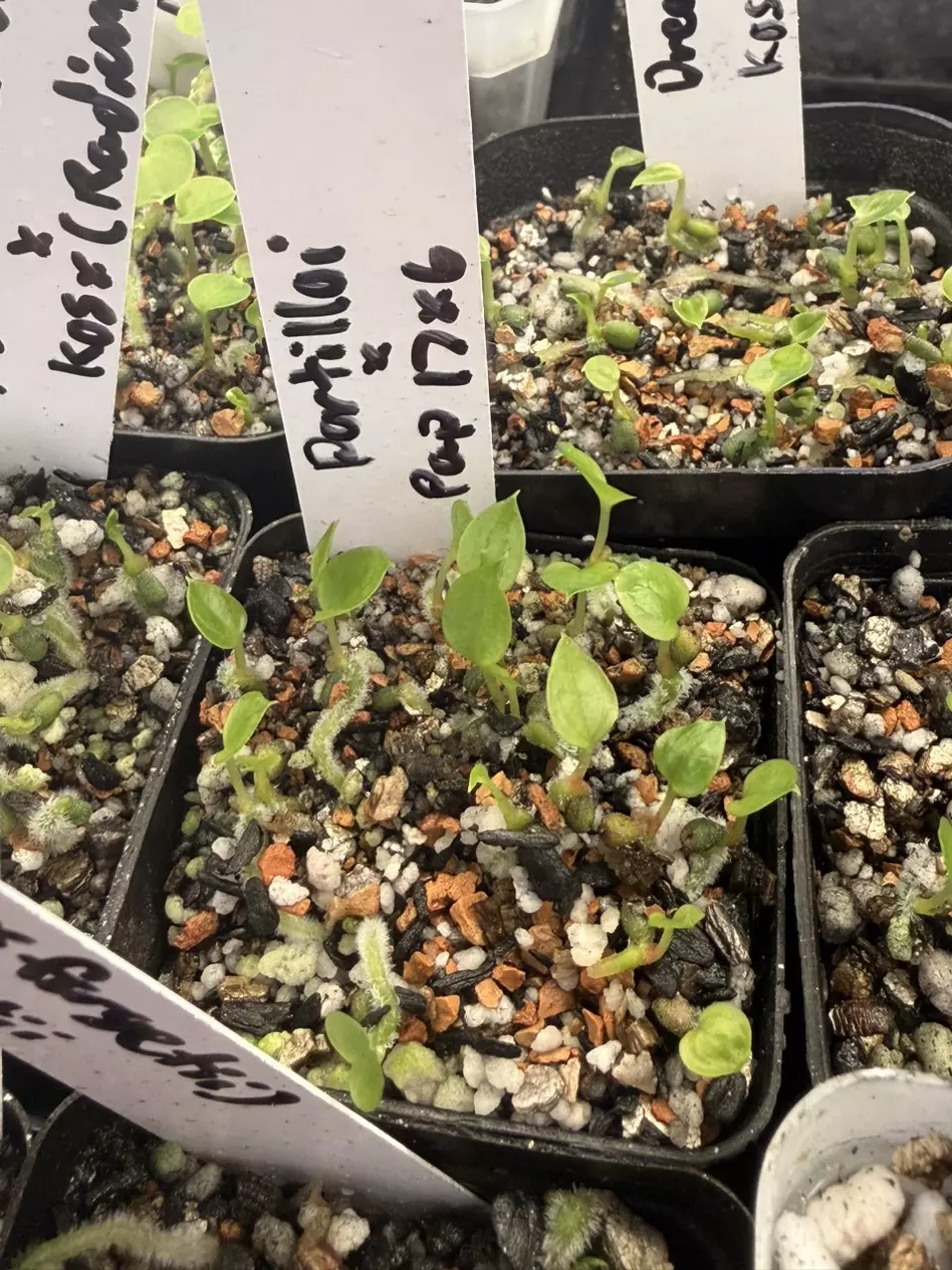 plant/(Portilioi x Papillilaminum 17x6)-2