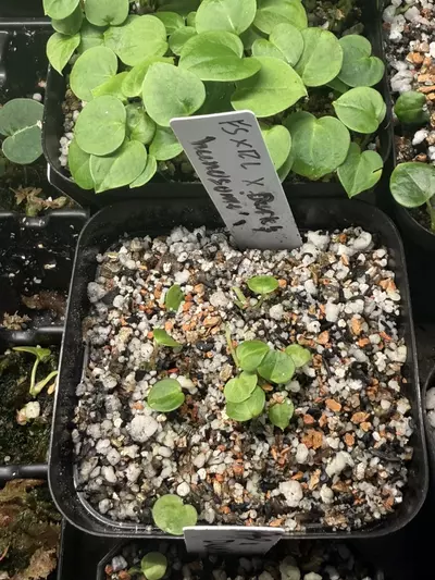 plant/FSRL X dark and handsome x red velvet cake-3-thumbnail