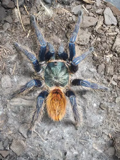 plant/Green Bottle Blue (Chromatopelma cyaneopubescens) 3"+ Female-0-thumbnail