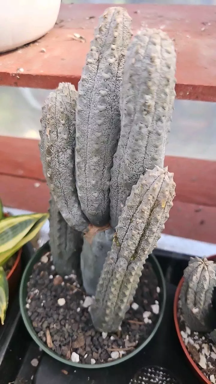 plant/Euphorbia abdelkuri-1