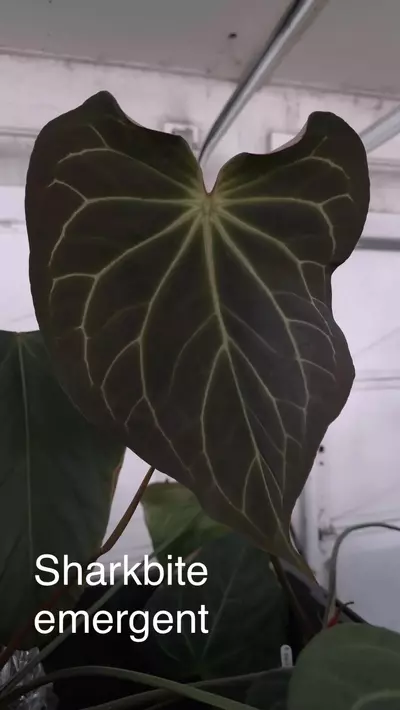 plant/Gc (Doc Block Brielle x Red crystal) x Sharkbite-2-thumbnail