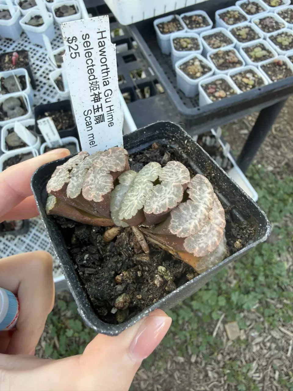 plant/Kyohou and Gu hime-1