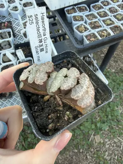 plant/Kyohou and Gu hime-1-thumbnail