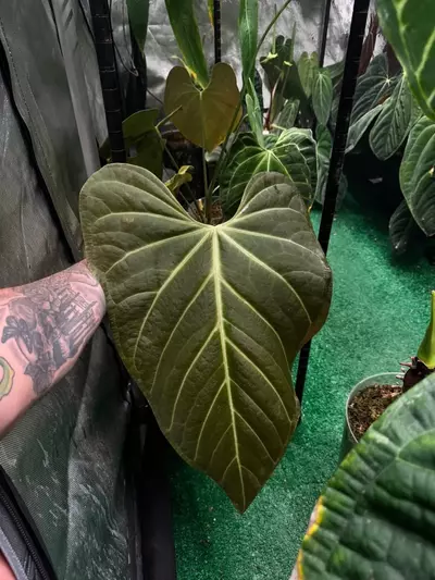 plant/Gc Moronense x bess (self)-0-thumbnail