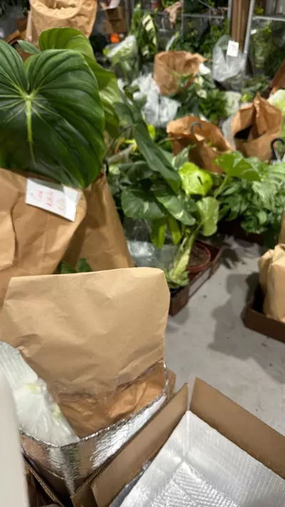 plant/Overnight-0-thumbnail