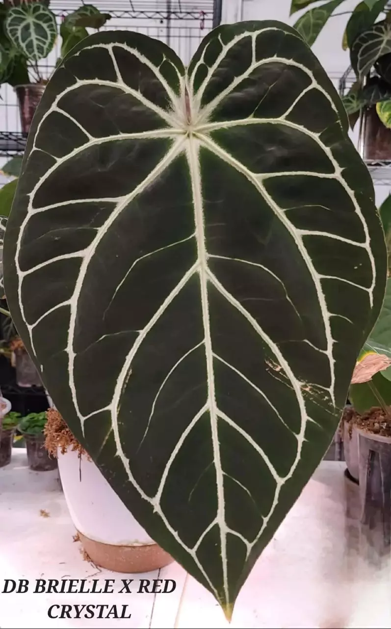 plant/Gc (Doc Block Brielle x Red crystal) x Sharkbite-0