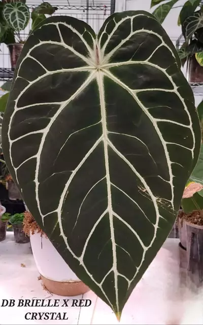 plant/Gc (Doc Block Brielle x Red crystal) x Sharkbite-0-thumbnail