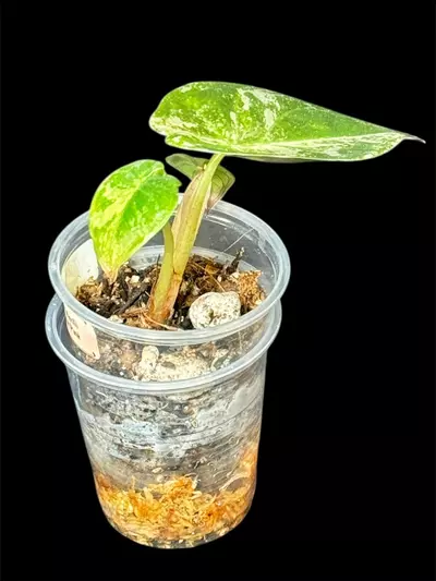 plant/629 Wentii Variegated Pink Albo Alocasia-3-thumbnail