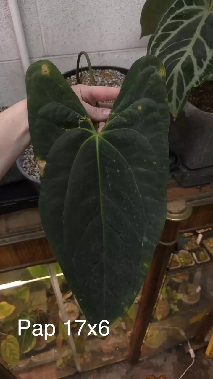 plant/(Portilioi x Papillilaminum 17x6)-1