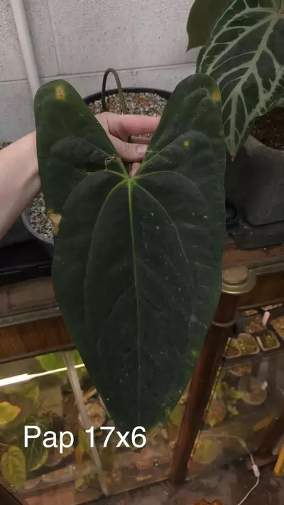 plant/(Portilioi x Papillilaminum 17x6)-1-thumbnail