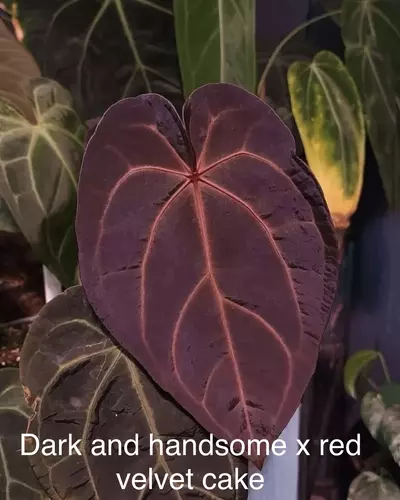 plant/FSRL X dark and handsome x red velvet cake-0-thumbnail