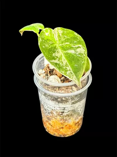 plant/629 Wentii Variegated Pink Albo Alocasia-1-thumbnail