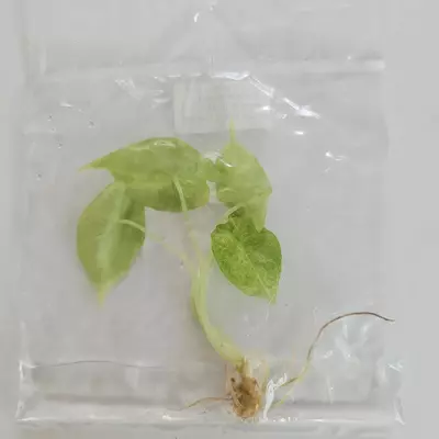 plant/Alocasia Golden Bone Pink Mint Variegated tissue culture 2DayAir-0-thumbnail