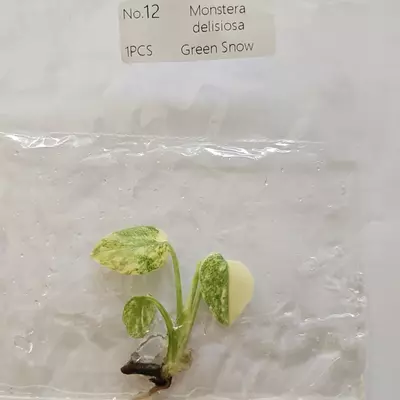 plant/Monstera Deliciosa Green Snow variegated tissue culture 2DayAir-1-thumbnail