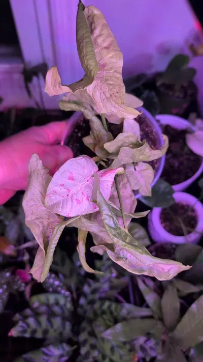 plant/Syngonium Milk Confetti-0-thumbnail