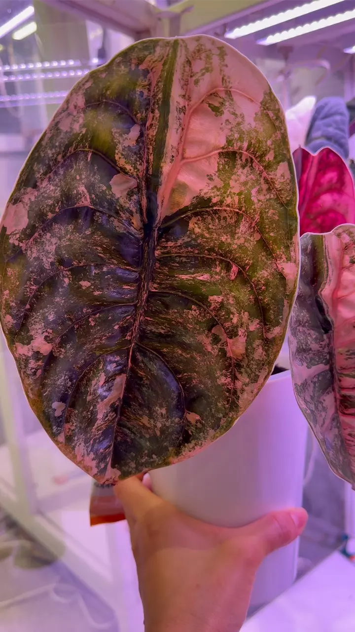 plant/BEAUTIFUL CUPREA PINK LATTE-0