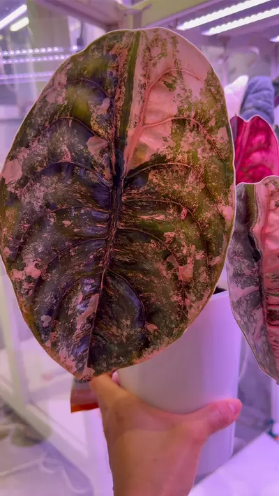 plant/BEAUTIFUL CUPREA PINK LATTE-0-thumbnail