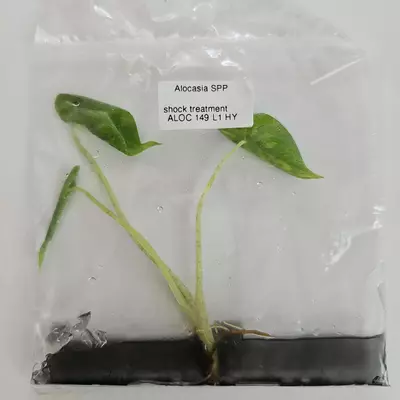 plant/Alocasia Macrorrhiza Shock Treatment variegated tissue culture 2DayAir-1-thumbnail