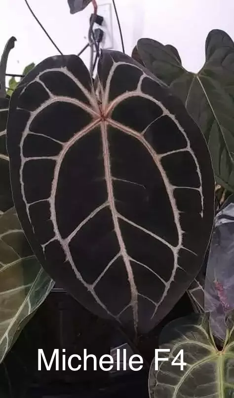 plant/Michelle F4 X Chunky Bess-1