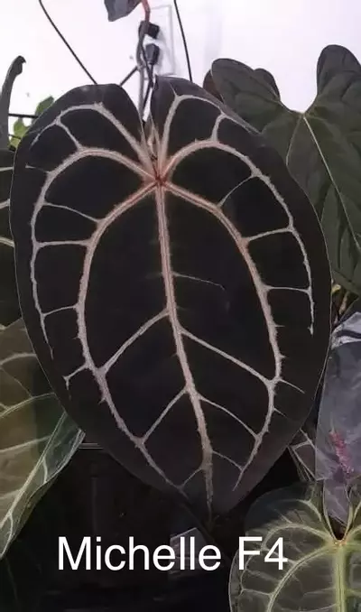 plant/Michelle F4 X Chunky Bess-1-thumbnail