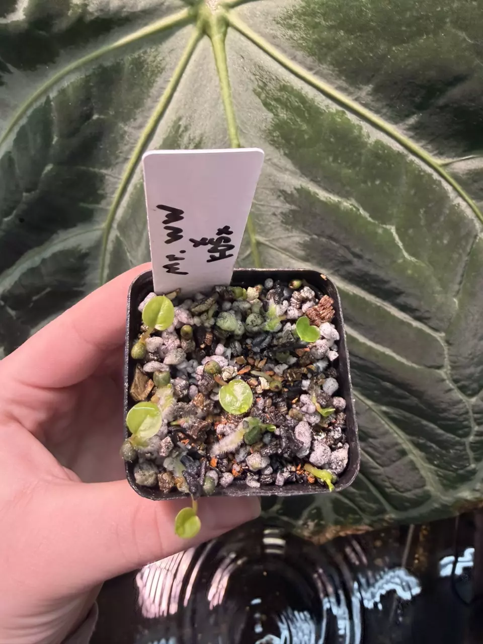 plant/Mr.WorldWide X KOSX-2