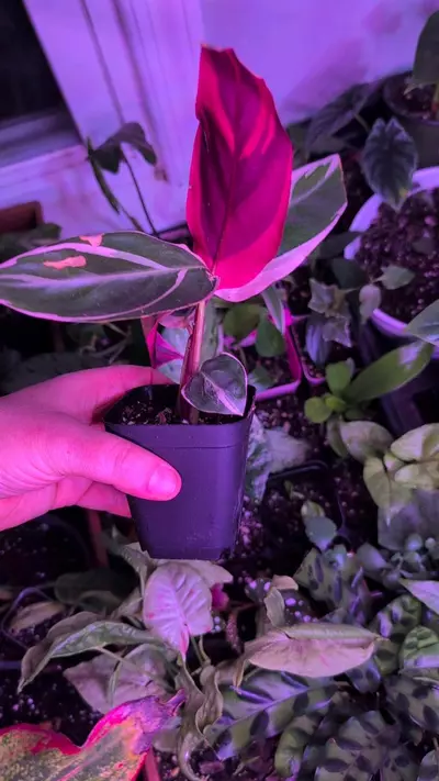 plant/Stromanthe sanguinea 'Triostar'-2-thumbnail